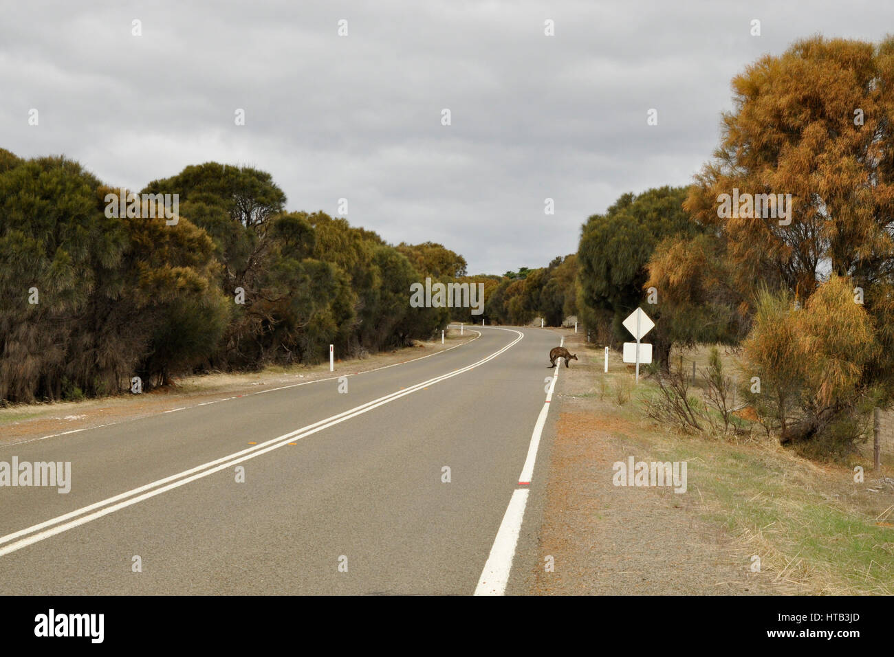 Kangaroo crossin road dans le sud de l'Australie Banque D'Images