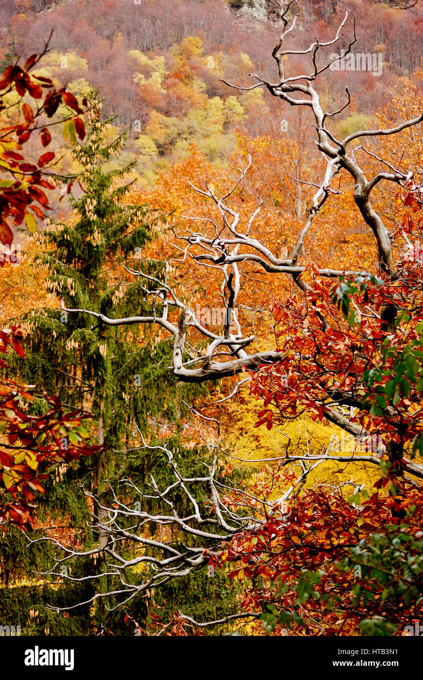 Chute de branches d'un arbre séché dans les bois entouré par les couleurs de l'automne Banque D'Images
