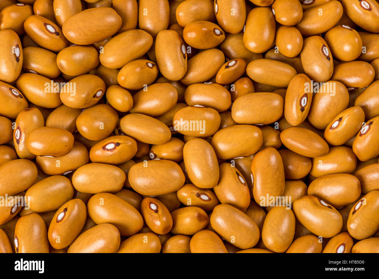 Close-up of freshly harvested brown beans. Banque D'Images