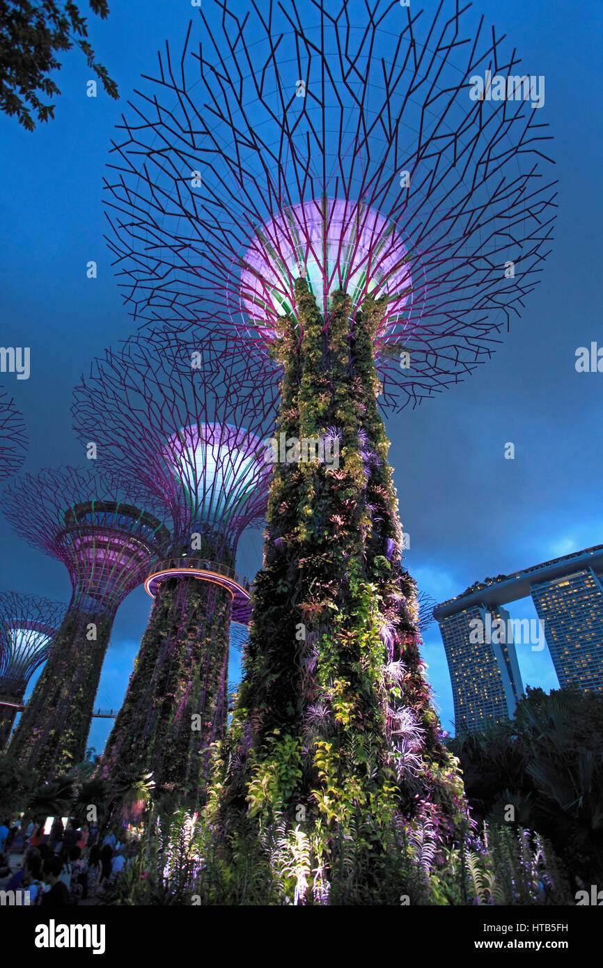Singapour, les jardins de la baie, Supertree Grove, Banque D'Images