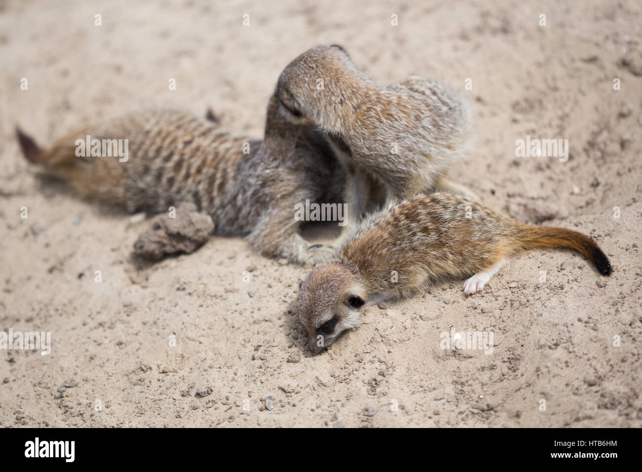Meerkat bébés dormant dans le soleil. Banque D'Images