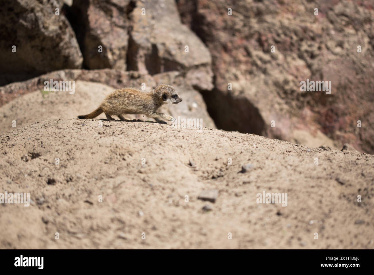 Un bébé Meerkat marche dans le soleil. Banque D'Images