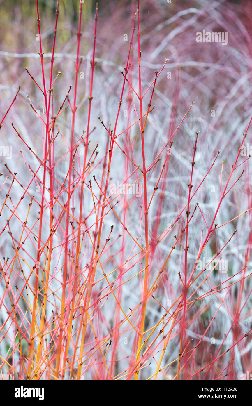 Cornus Sanguinea 'Midwinter Fire'. Le cornouiller 'Midwinter Fire' tiges colorées en hiver en face de Rubus biflorus à RHS Wisley Gardens, Surrey, Angleterre Banque D'Images