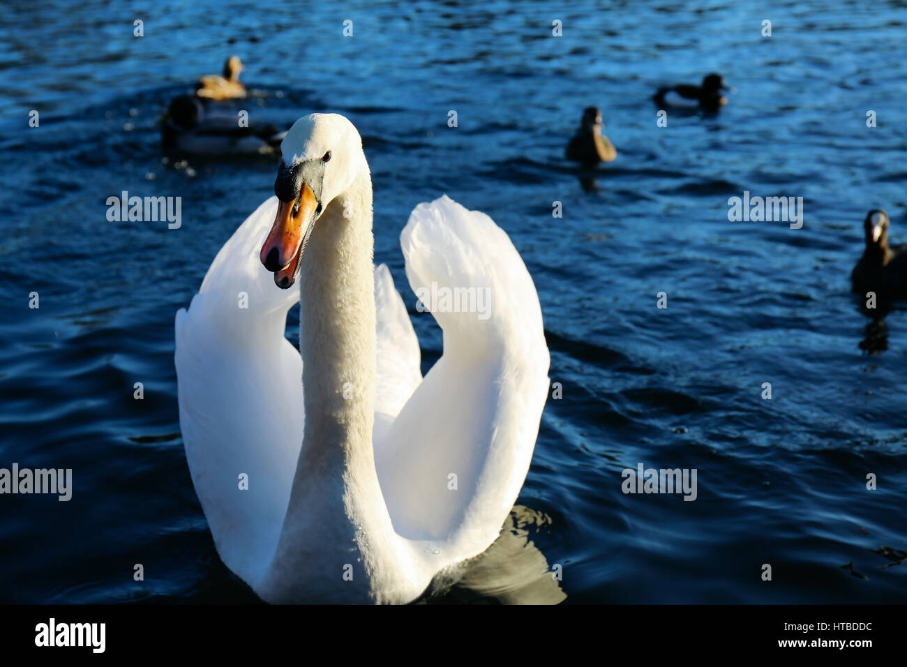 Swan en colère dans l'eau bleu du lac dans un parc par une journée ensoleillée, des canards dans l'arrière-plan. Banque D'Images