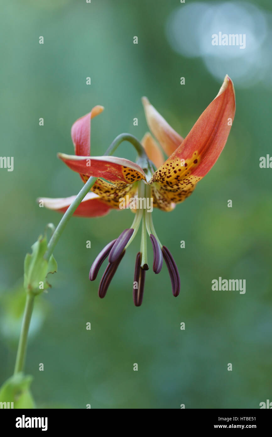 Lilium pardalinum Banque D'Images