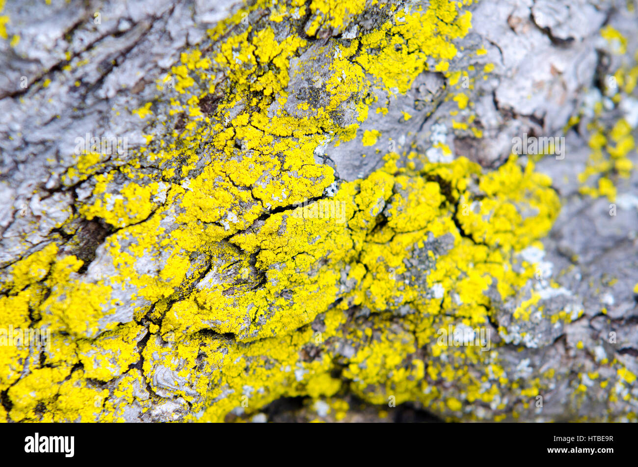 De plus en plus modèle lichen jaune sur l'écorce des arbres. Banque D'Images