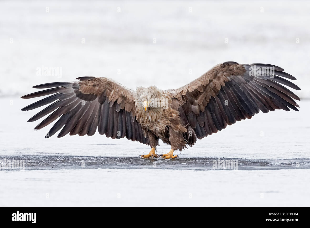 Blanche (Haliaeetus albicilla), des profils atterrit sur un lac gelé, Gostynińsko Włocławski-parc, Pologne Banque D'Images