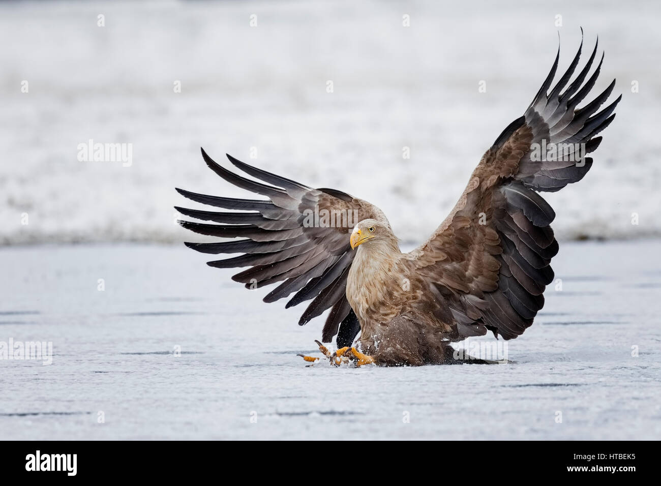 Blanche (Haliaeetus albicilla), des profils atterrit sur un lac gelé, Gostynińsko Włocławski-parc, Pologne Banque D'Images