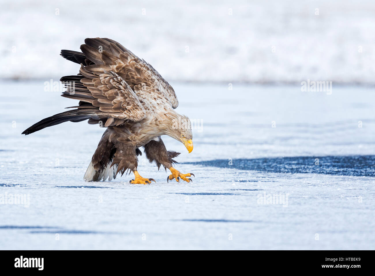 Blanche (Haliaeetus albicilla), menaçant d'oiseaux adultes d'un lac gelé, Gostynińsko Włocławski-parc, Pologne Banque D'Images