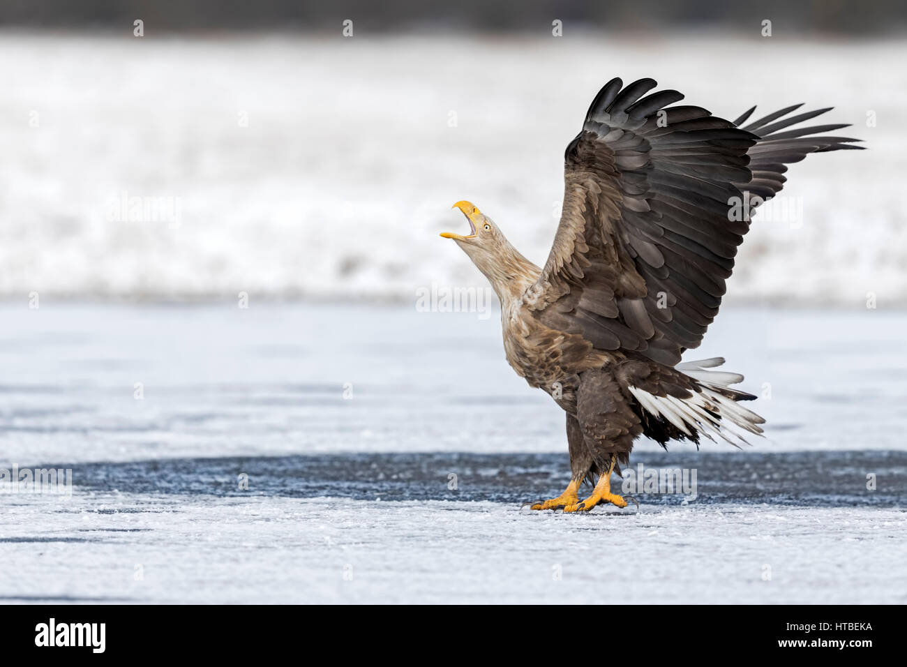 Blanche (Haliaeetus albicilla), crissement Hot bird sur lac gelé, Gostynińsko Włocławski-parc, Pologne Banque D'Images