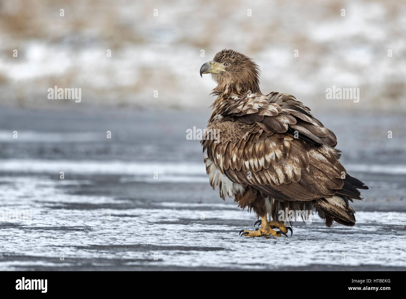 Blanche (Haliaeetus albicilla), jeune oiseau sur un lac gelé, Gostynińsko Włocławski-parc, Pologne Banque D'Images