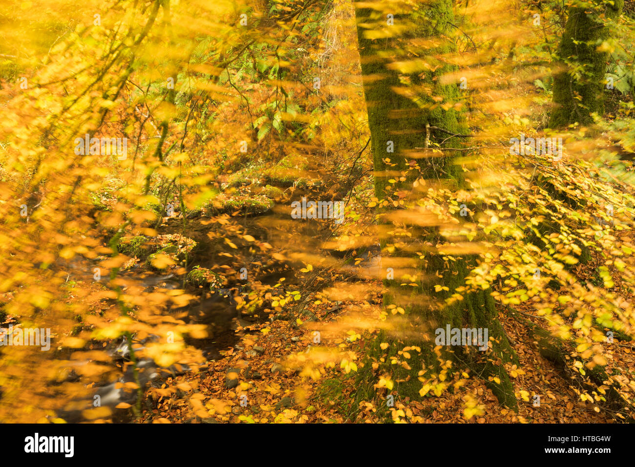 Couleurs d'automne à Horner l'eau, Parc National d'Exmoor, Somerset, England, UK Banque D'Images