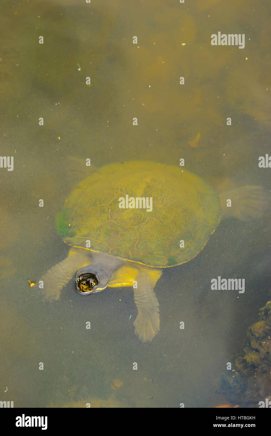 Flottante pour tortues marines. Banque D'Images