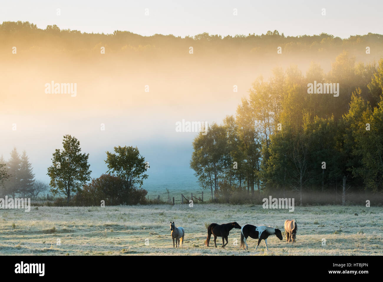 Le pâturage des chevaux à l'aube, la pêche, Les Collines-de-l'Outaouais, Québec, Canada Banque D'Images