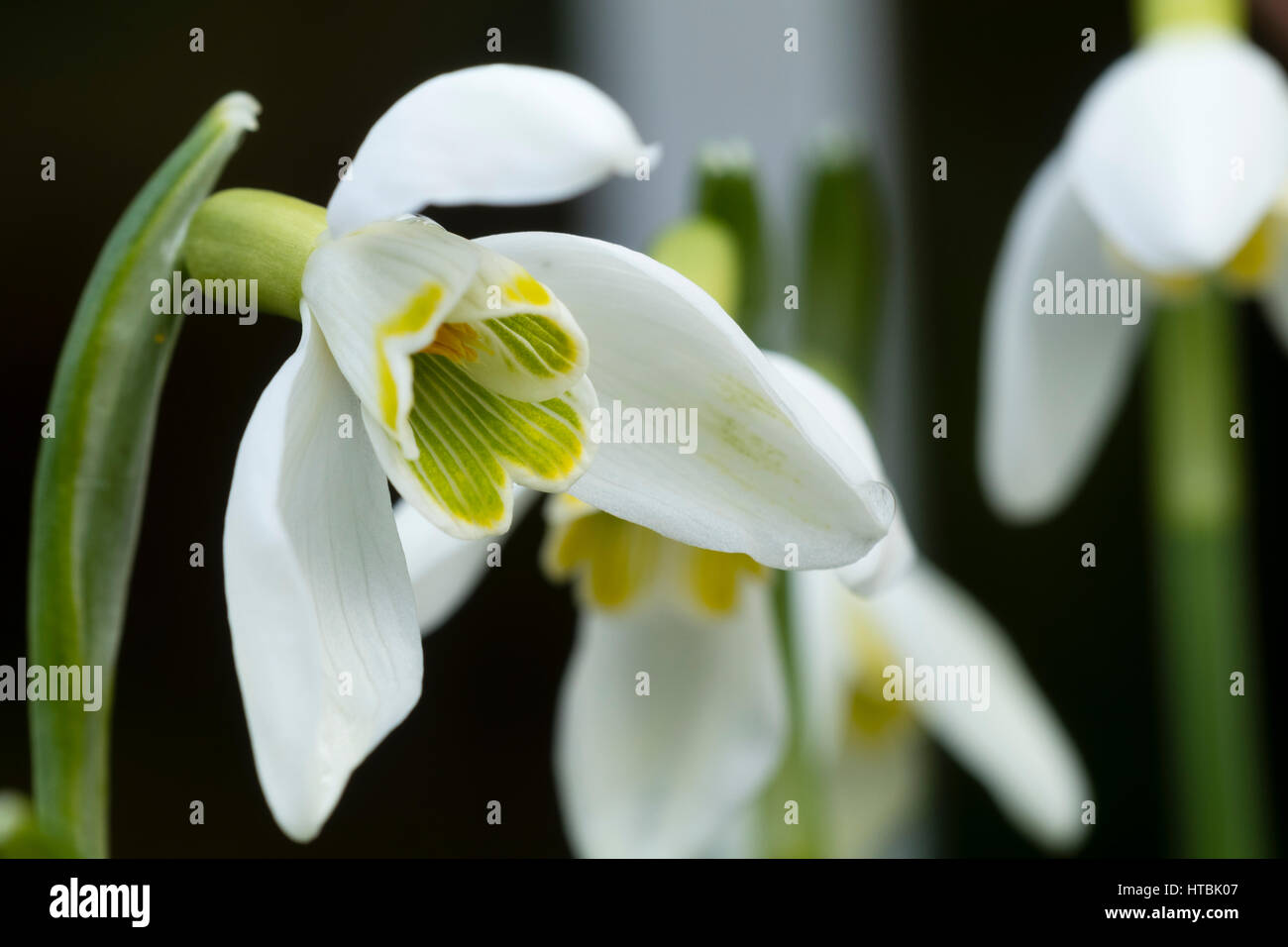Des marques jaunes pâles distinguer ce rare, la fin de l'hiver, la floraison snowdrop Galanthus nivalis 'Blonde' peroxyde Banque D'Images