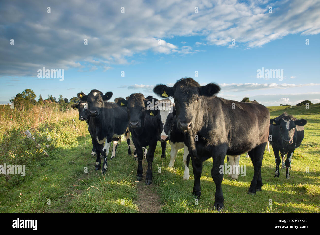 Vaches dans un champ près de Milborne Port, Somerset, England, UK Banque D'Images
