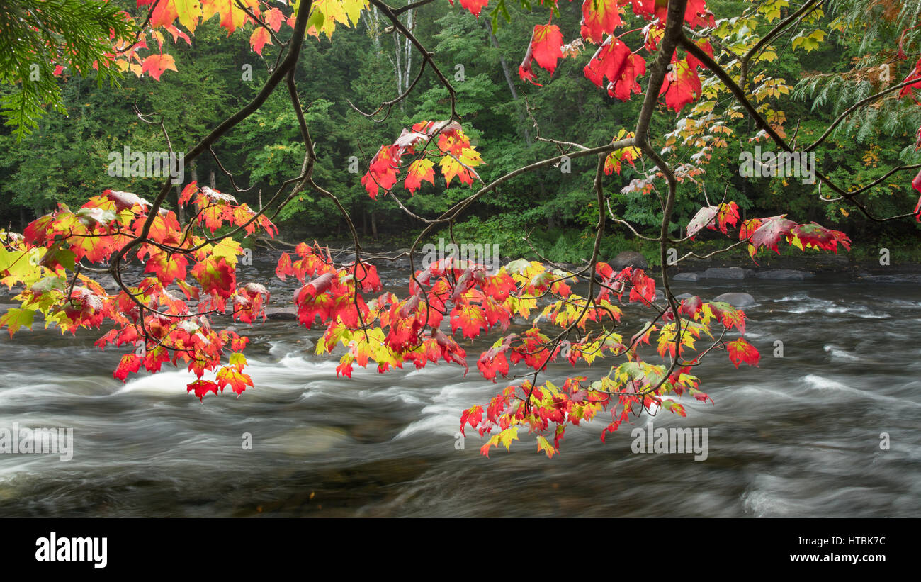 Couleurs d'automne le long de la rivière Oxtongue Oxtongue, Rapids Park, Ontario, Canada Banque D'Images