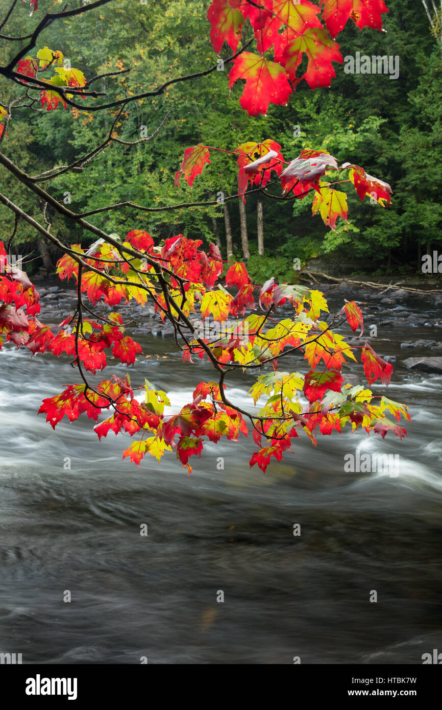 Couleurs d'automne le long de la rivière Oxtongue Oxtongue, Rapids Park, Ontario, Canada Banque D'Images