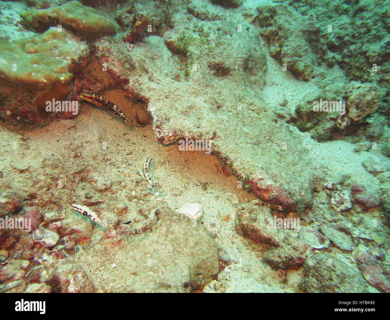 Cocos serrano (thorogobius tico ), un petit bar commun endémique dans l'île de Cocos Banque D'Images