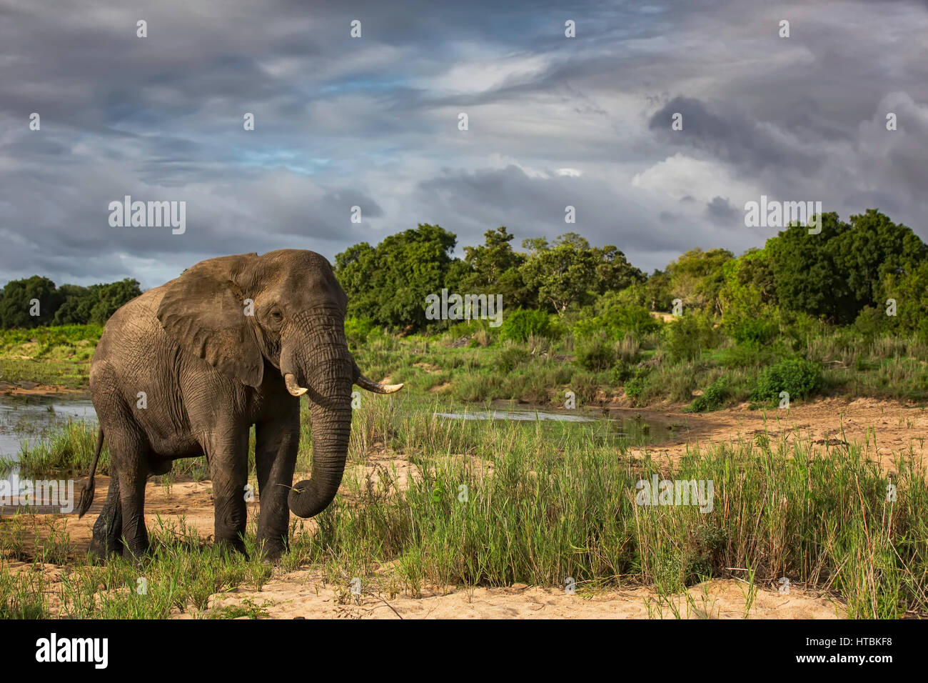 L'éléphant africain (Loxodonta) marche dans Sabi Sand Game Reserve, Afrique du Sud Banque D'Images