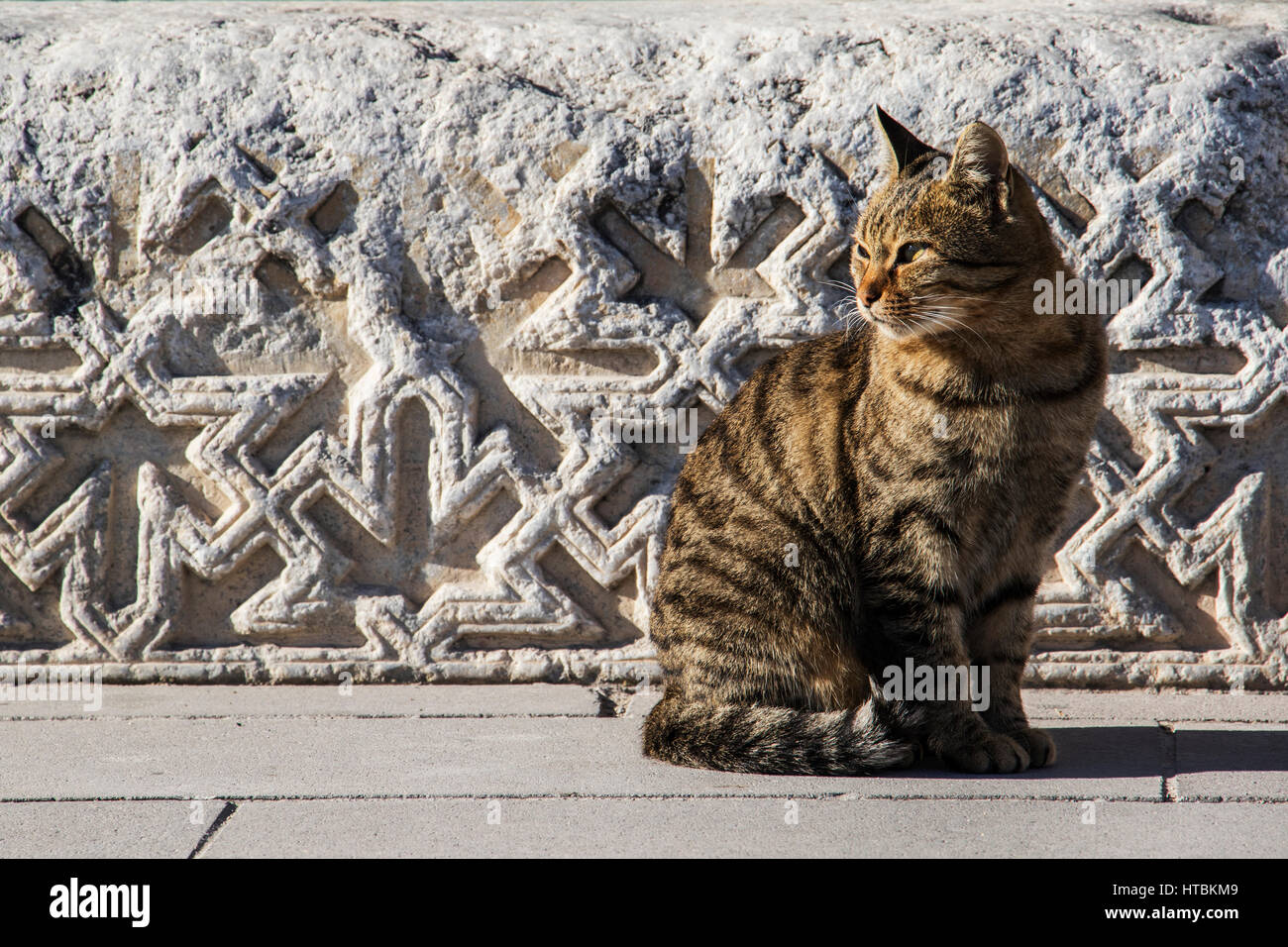 Chat assis dans la lumière du soleil par un mur de pierre sculpté ; Aksaray, Turquie Banque D'Images Chat assis dans la lumière du soleil par un mur de pierre sculpté ; Aksaray, Turquie Banque D'Images