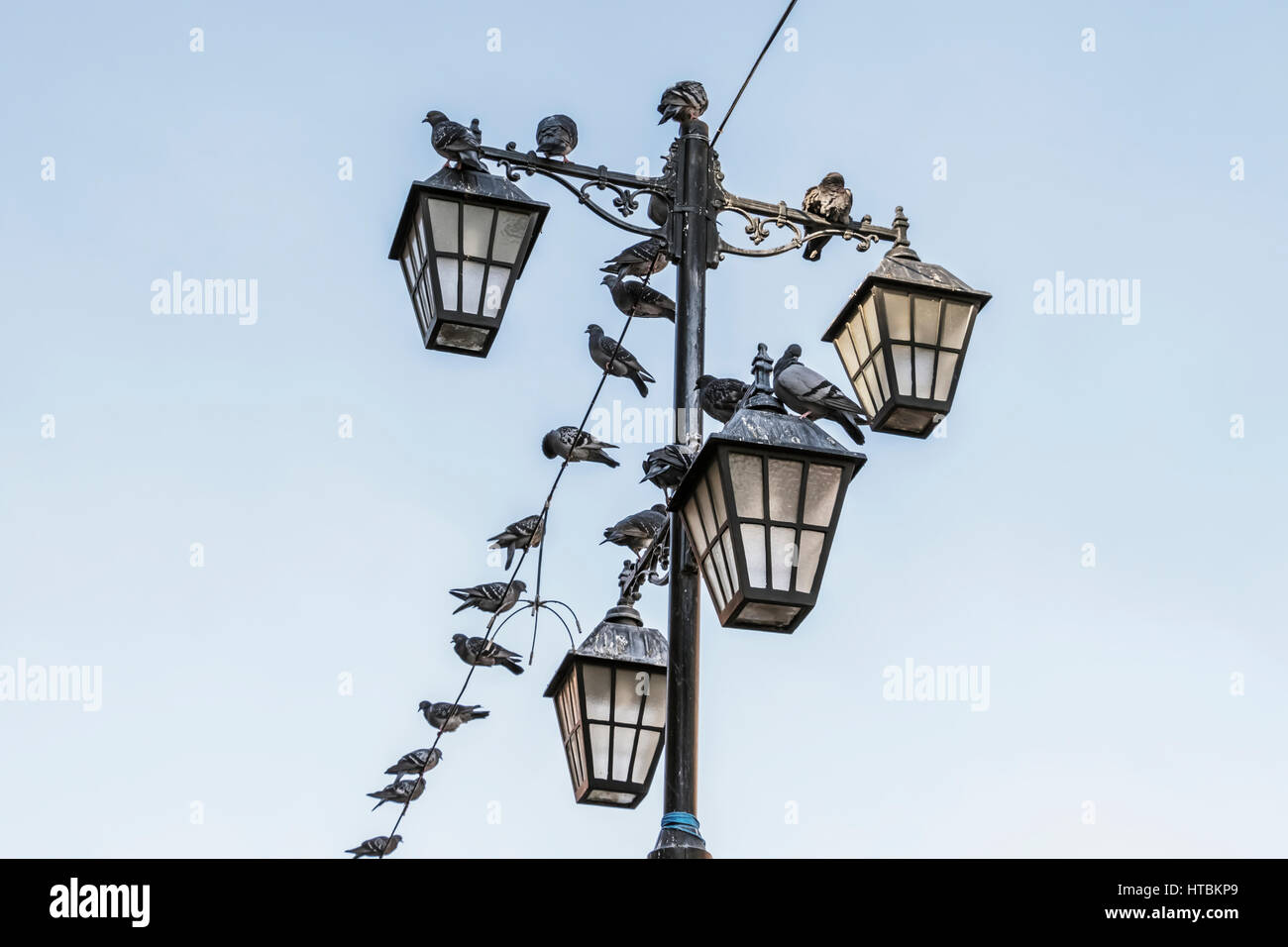 Lampe de rue avec des pigeons, Edirne, Turquie Banque D'Images Lampe de rue avec des pigeons, Edirne, Turquie Banque D'Images