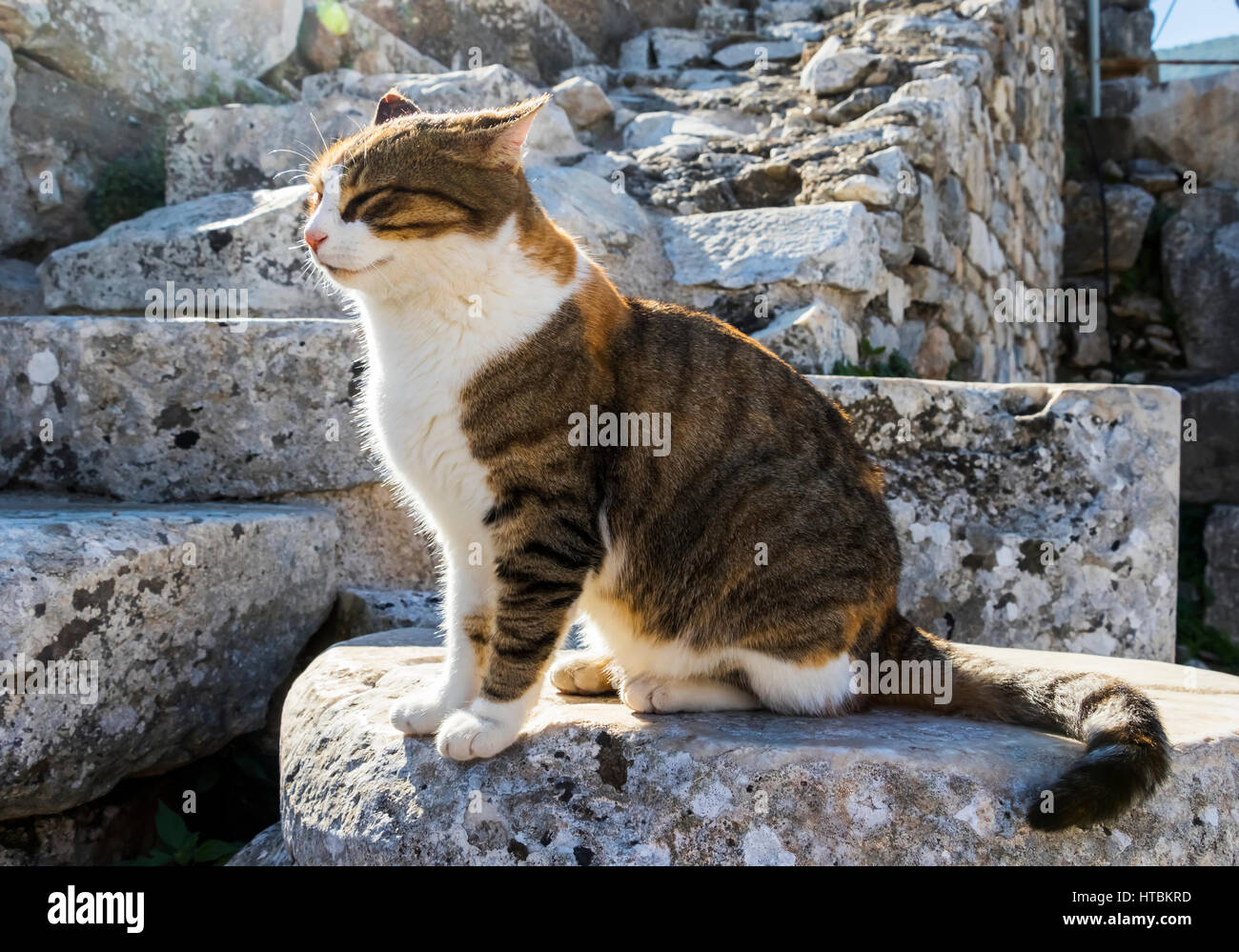 Chat dans l'amphithéâtre ; Ephèse, Izmir, Turquie Banque D'Images Chat dans l'amphithéâtre ; Ephèse, Izmir, Turquie Banque D'Images