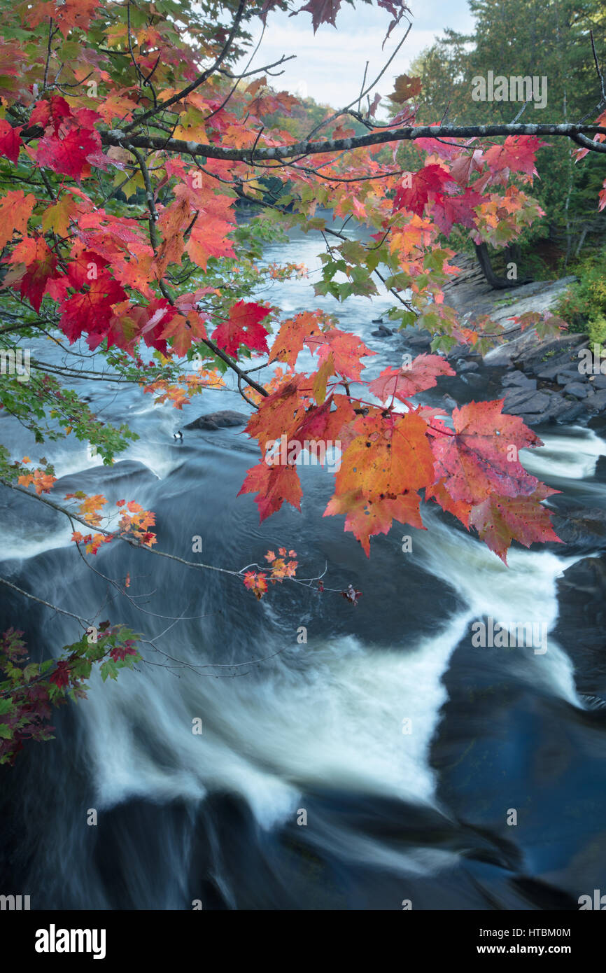 Couleurs d'automne, Oxtongue Rapids, Muskoka, Ontario, Canada Banque D'Images