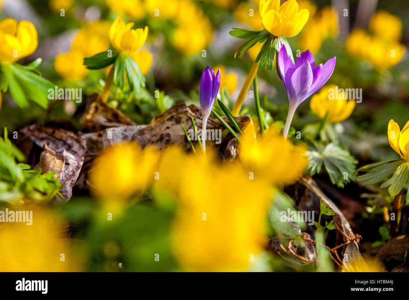Aconite d'hiver Eranthis hyemalis Crocus en fleurs, jardin de printemps Eranthis Crocus floraison fleurs jaunes bleues jardin couverture de sol premières fleurs de printemps Banque D'Images