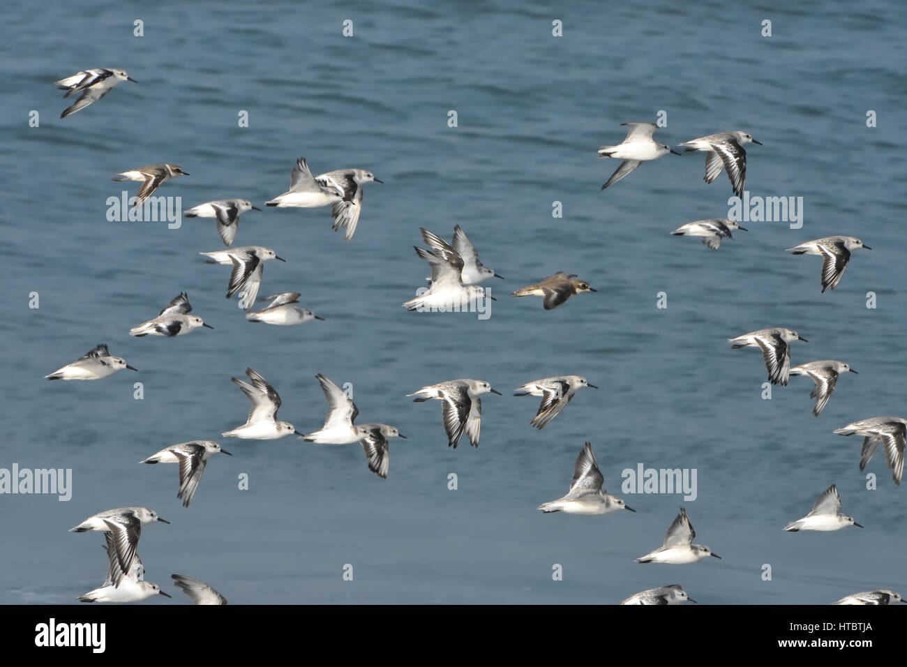 Peu de passage (Calidris minuta ) Banque D'Images