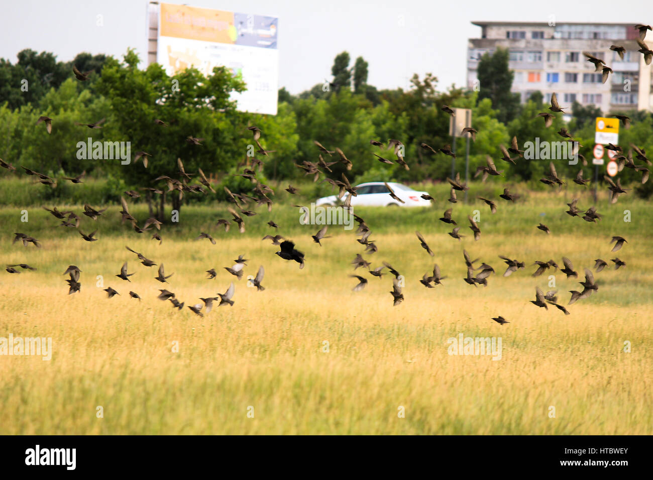 Photo d'un troupeau d'oiseaux volant au-dessus du sol Banque D'Images