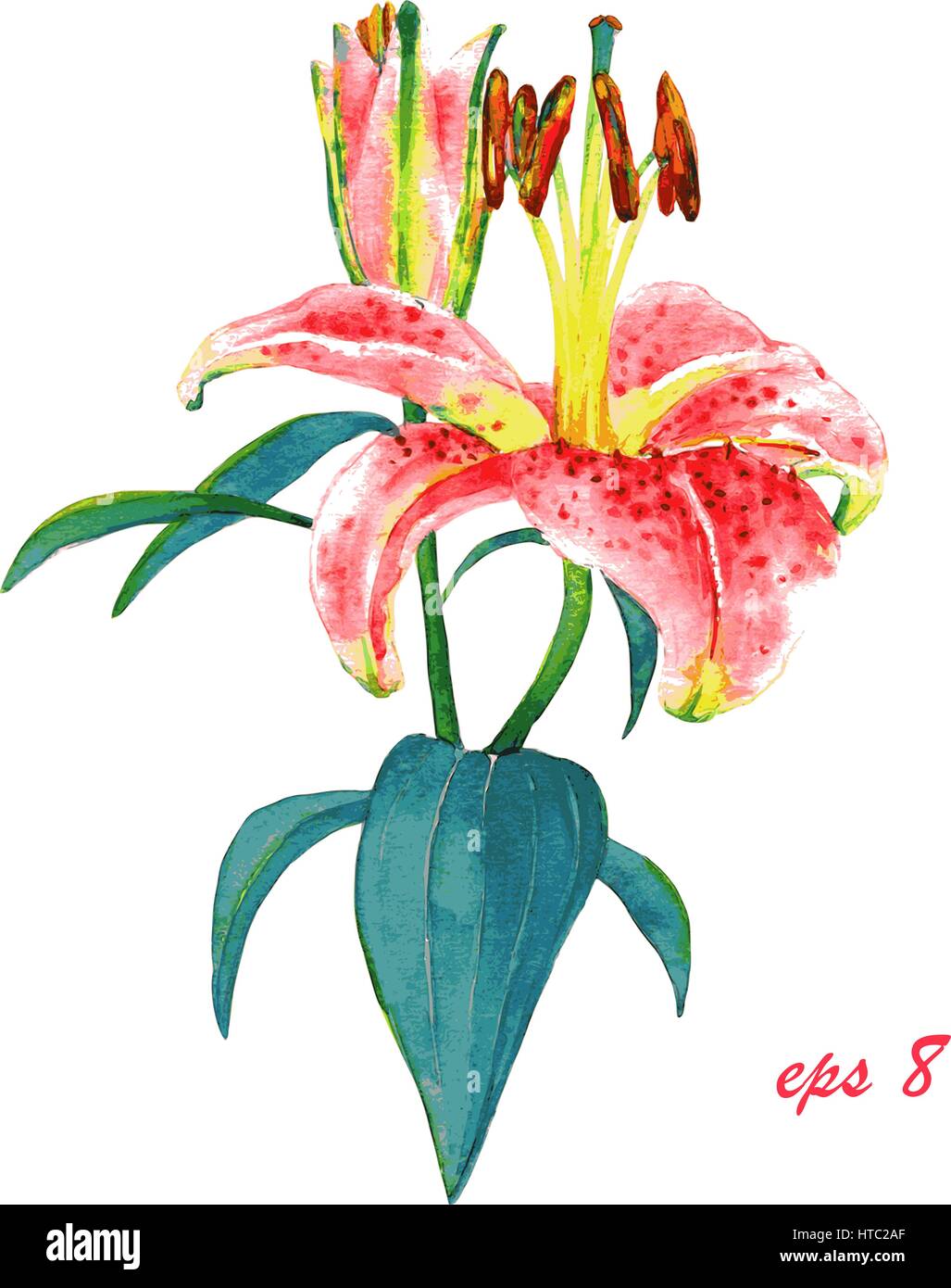 Illustration peinte à la main d'une lily rose. Aquarelle colorée de fleurs exotiques, isolé sur fond blanc. Impression textile floral. De l'accueil du modèle Illustration de Vecteur