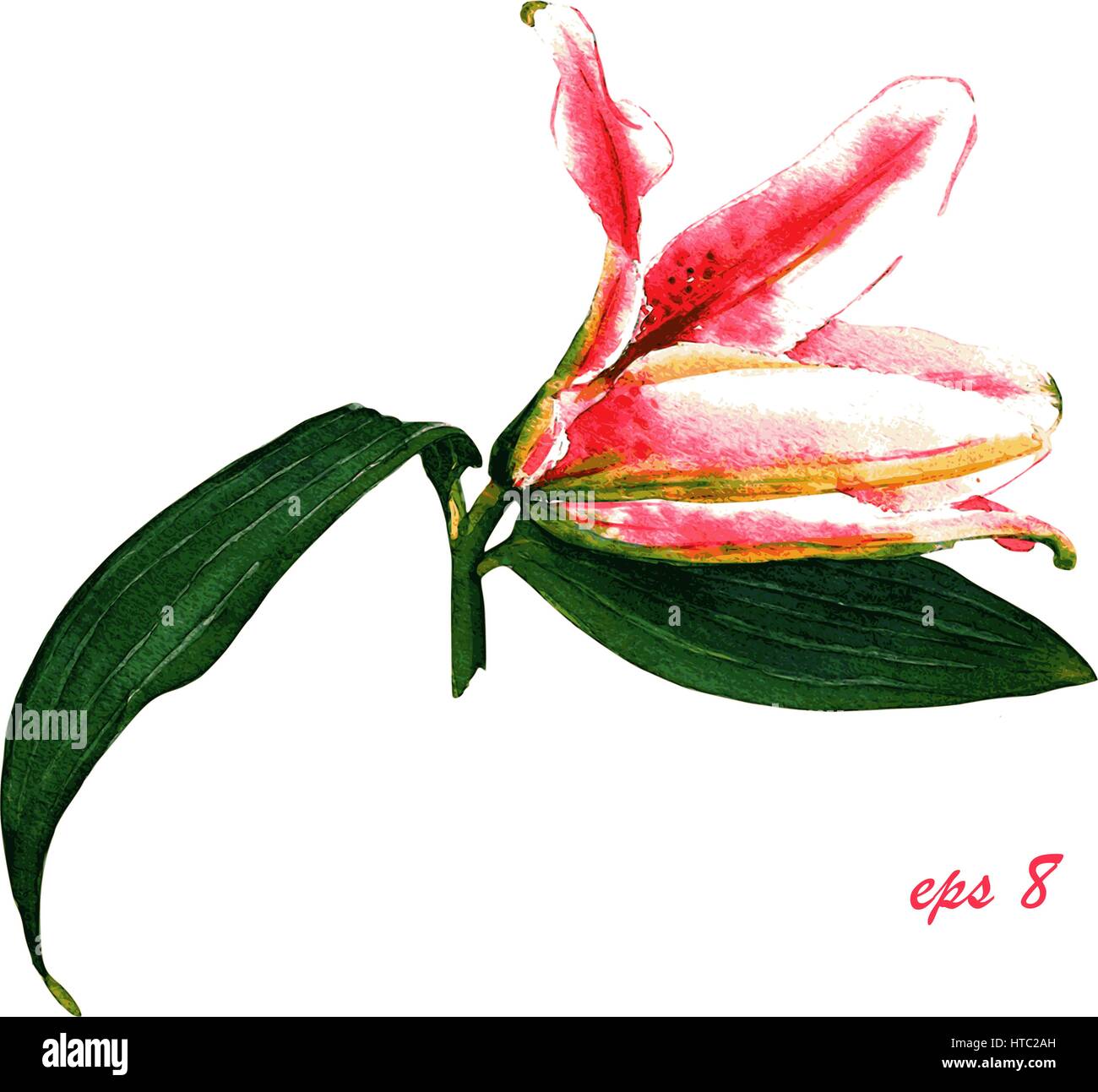 L'expansion peinte à la main de Lily rose. Illustration aquarelle colorée de fleurs exotiques, isolé sur fond blanc. Impression textile floral. Modèle pour le gre Illustration de Vecteur