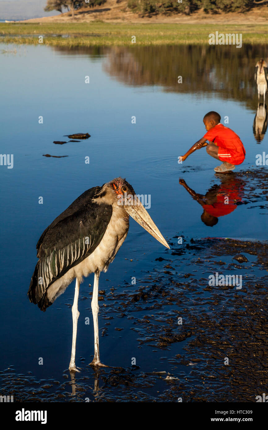 Un Marabou Stork (Crumenifer Flamant rose (Phoenicopterus ruber) et garçon lave dans le lac, le lac Awassa, Ethiopie Banque D'Images