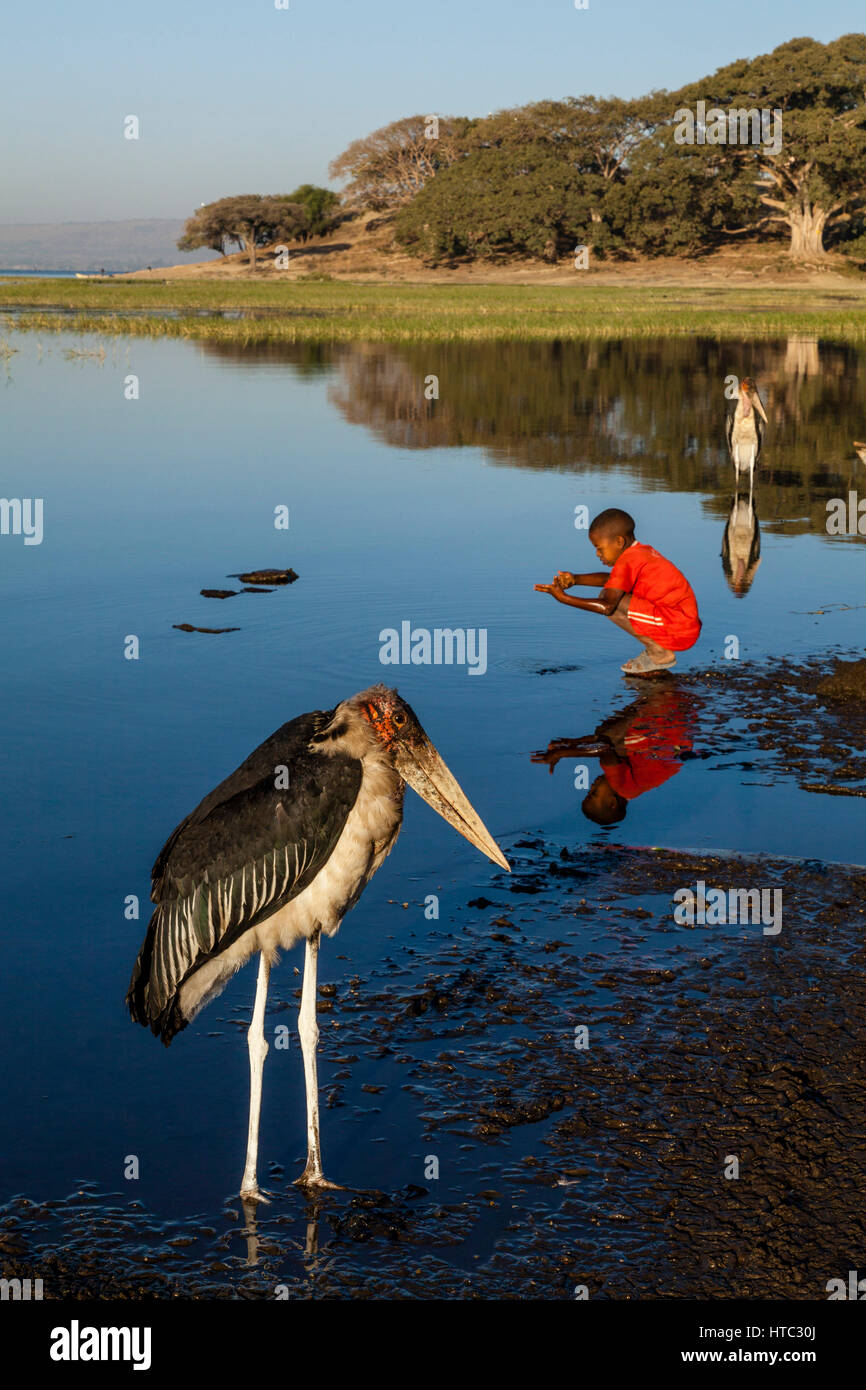 Un Marabou Stork (Crumenifer Flamant rose (Phoenicopterus ruber) et garçon lave dans le lac, le lac Awassa, Ethiopie Banque D'Images