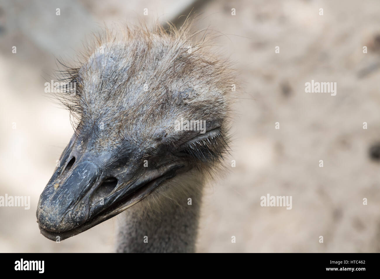 L'autruche autruche ou conjoint (Struthio camelus) est soit une ou deux espèces de grands oiseaux aptères originaire d'Afrique Banque D'Images
