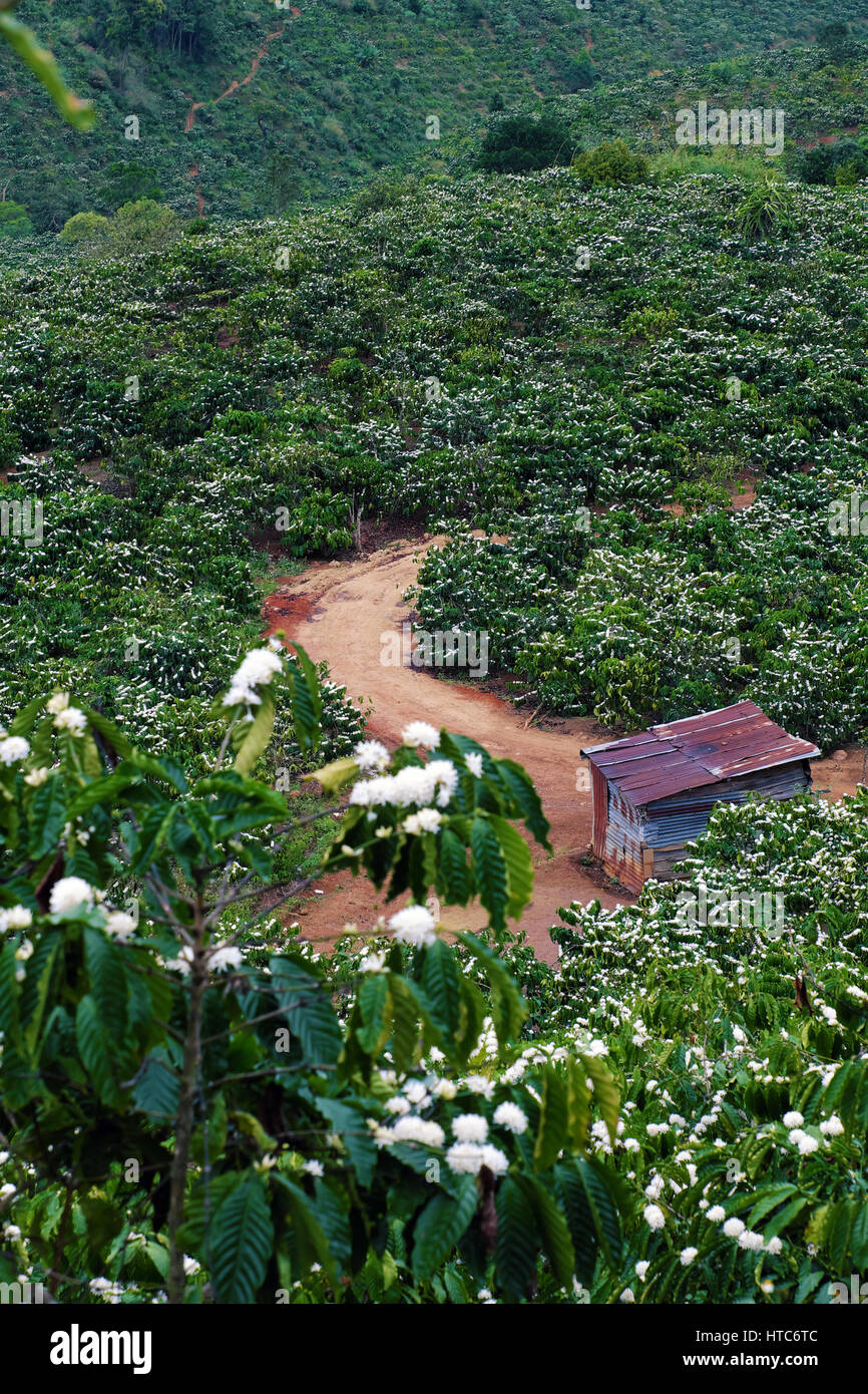 Scène étonnante campagne vietnamienne au large avec plantation de café dans la saison des fleurs, fleur blanche sur caféier, une petite maison à ferme au Vietnam Banque D'Images