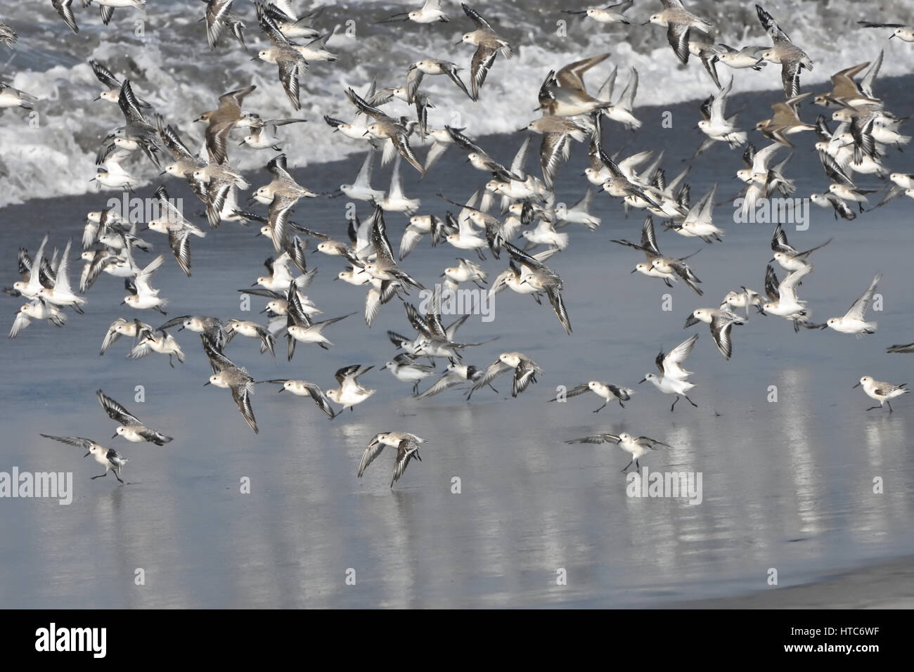 Peu de passage (Calidris minuta ) Banque D'Images