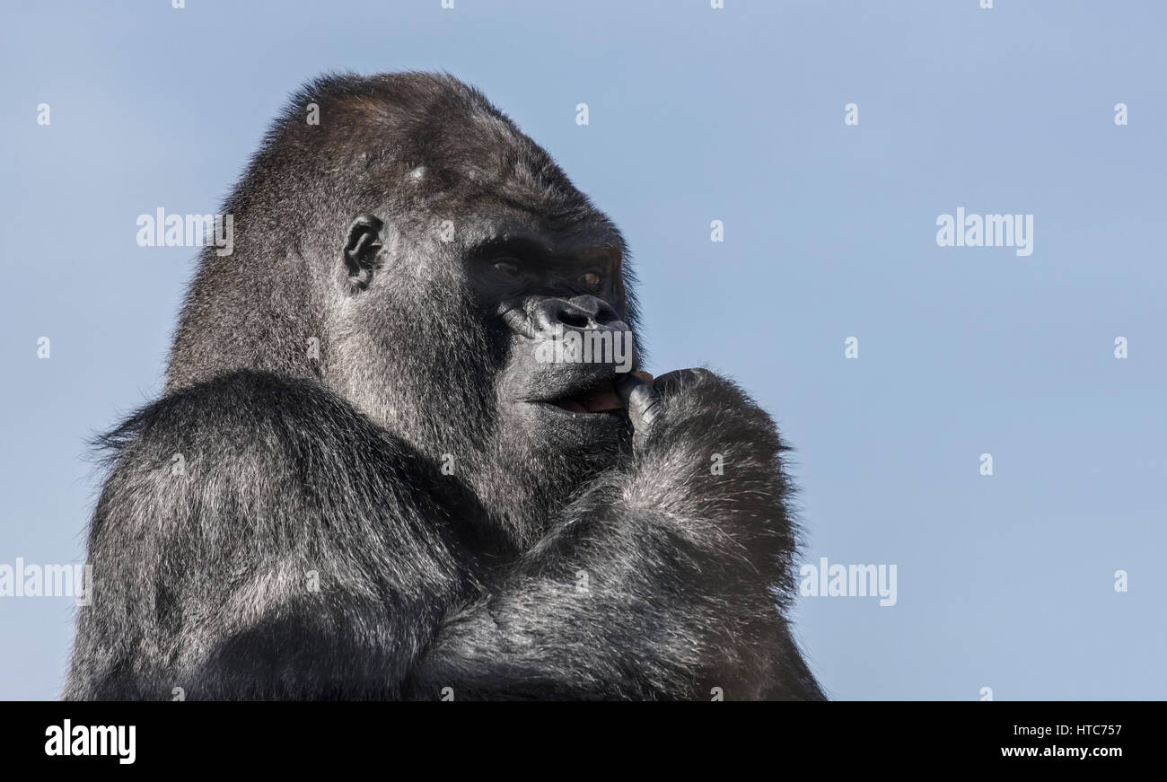 Les Gorilles de plaine de l'ouest prise au zoo de Twycross dans Leicestershire. Banque D'Images