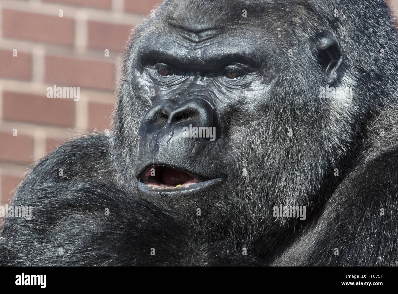Les Gorilles de plaine de l'ouest prise au zoo de Twycross dans Leicestershire. Banque D'Images