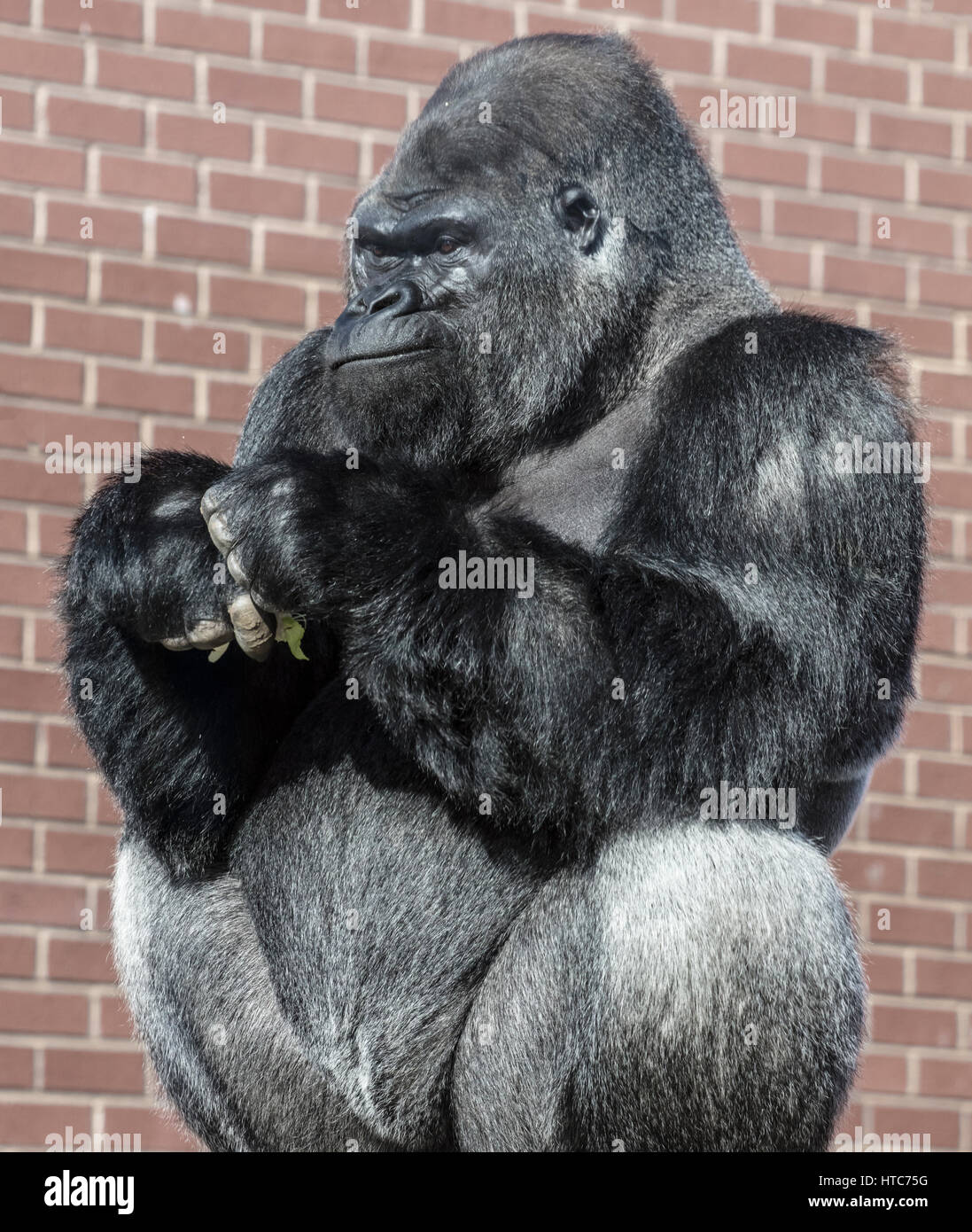 Les Gorilles de plaine de l'ouest prise au zoo de Twycross dans Leicestershire. Banque D'Images