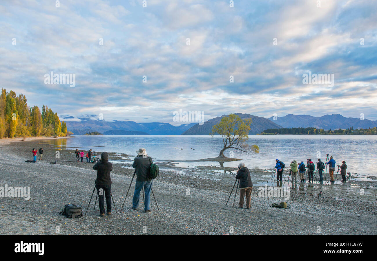 Wanaka, Otago, Nouvelle-Zélande. Rassemblement de photographes emblématiques de tir willow tree sur les rives du Lac Wanaka, tôt le matin. Banque D'Images
