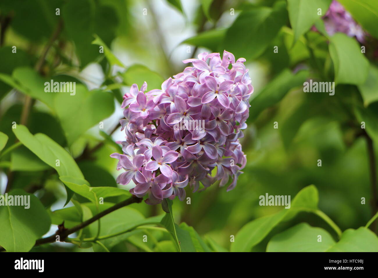 Fleur lilas Banque de photographies et d'images à haute résolution - Alamy