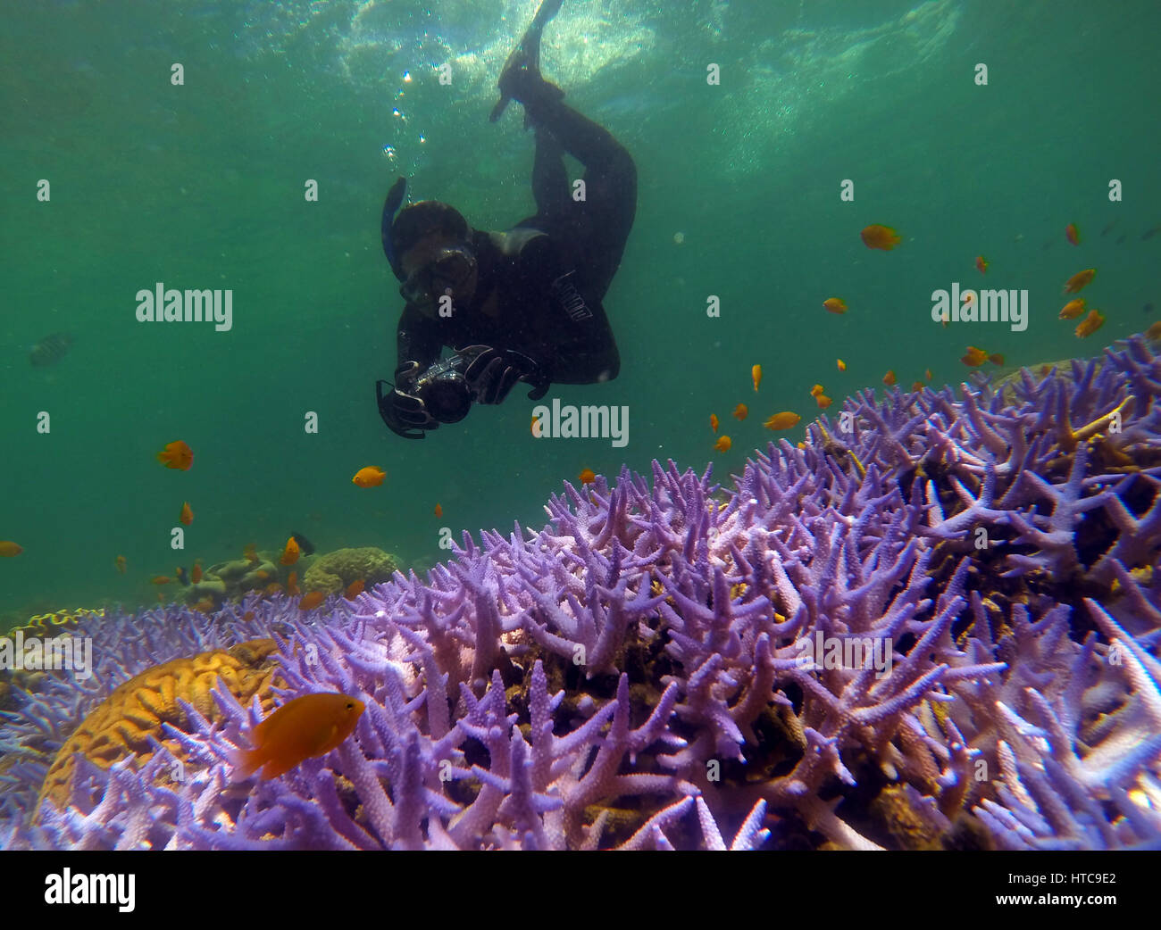 Snorkeler en costume stinger photographier les poissons et les coraux, Green Island, Great Barrier Reef Marine Park, près de Cairns, Queensland, Australie Banque D'Images
