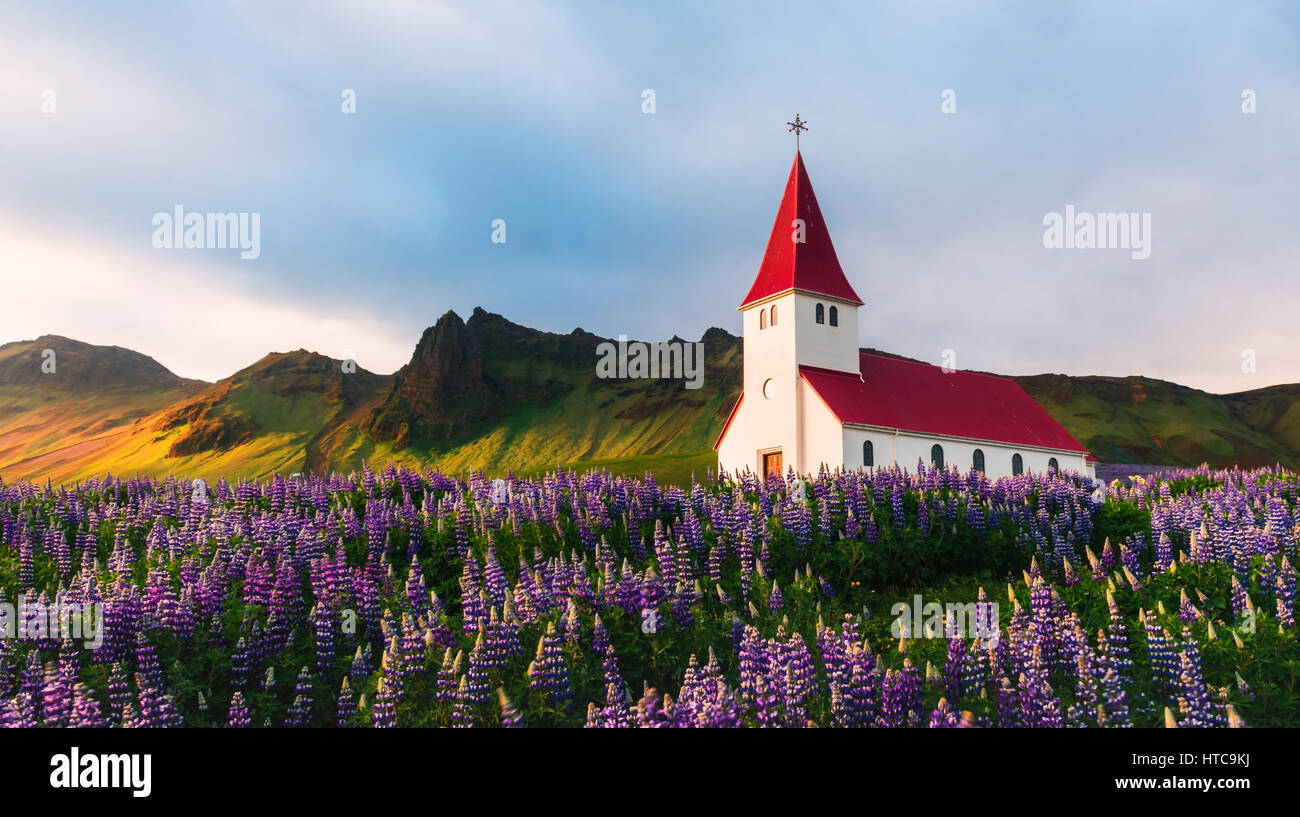 Myrdal luthérienne église entourée de fleurs fleurs lupin, Vik, l'Islande. Banque D'Images
