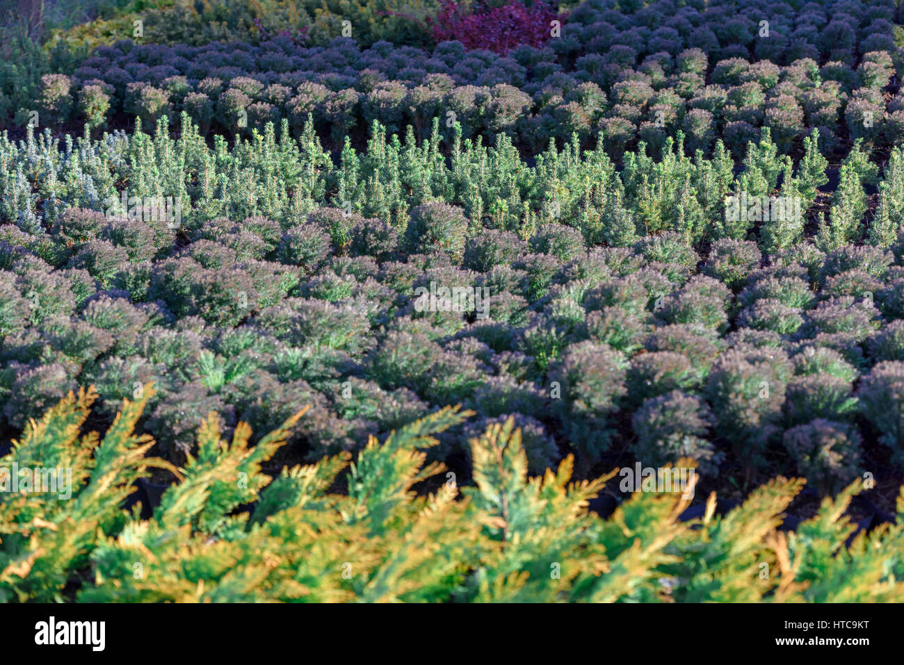 De nombreux thujas closeup Banque D'Images