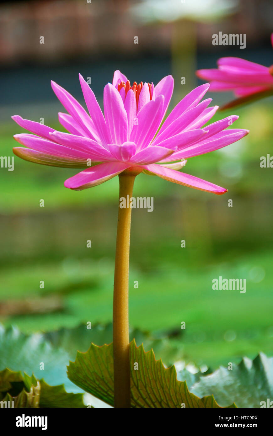 Lotus tranquille / water lily ouvert sous la lumière du soleil Banque D'Images