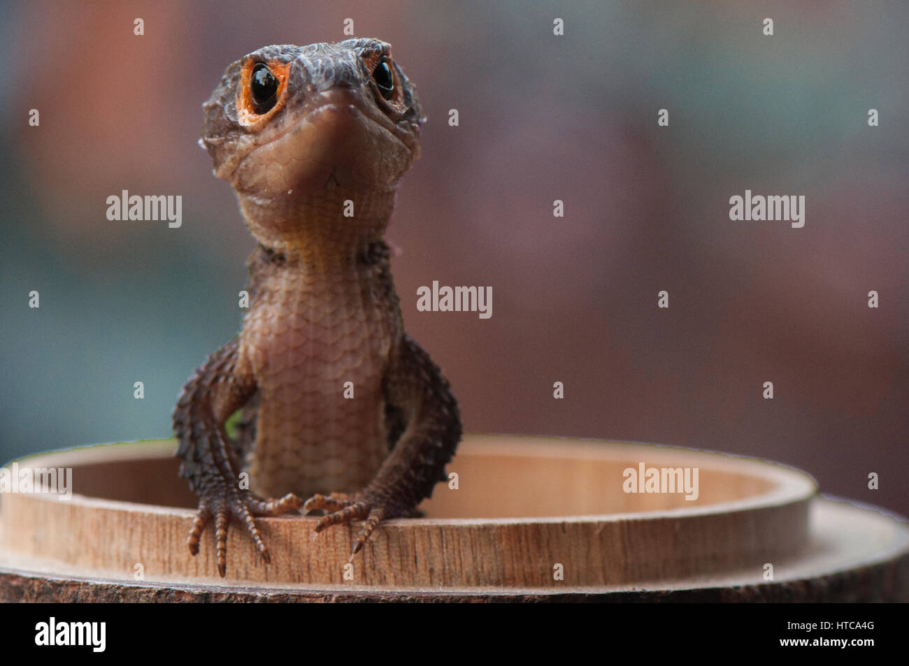 Scinque de Croc Banque D'Images