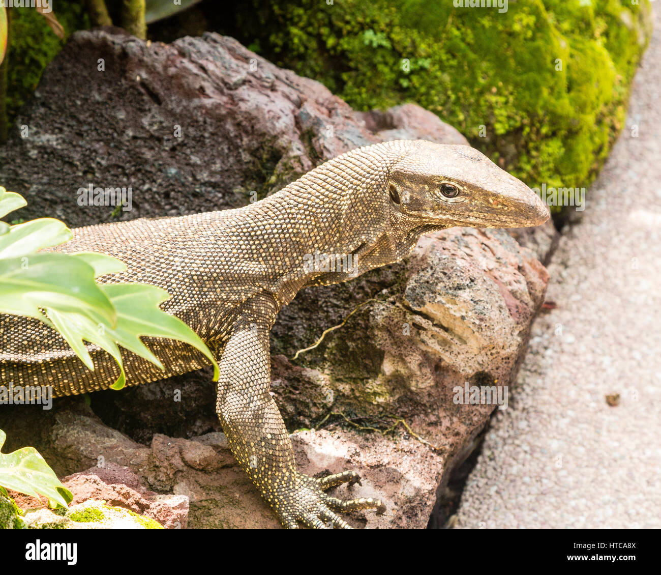 Brouillé (Varanus nebulosus) monitor lizard, Singapore Botanic Gardens,Asia Banque D'Images