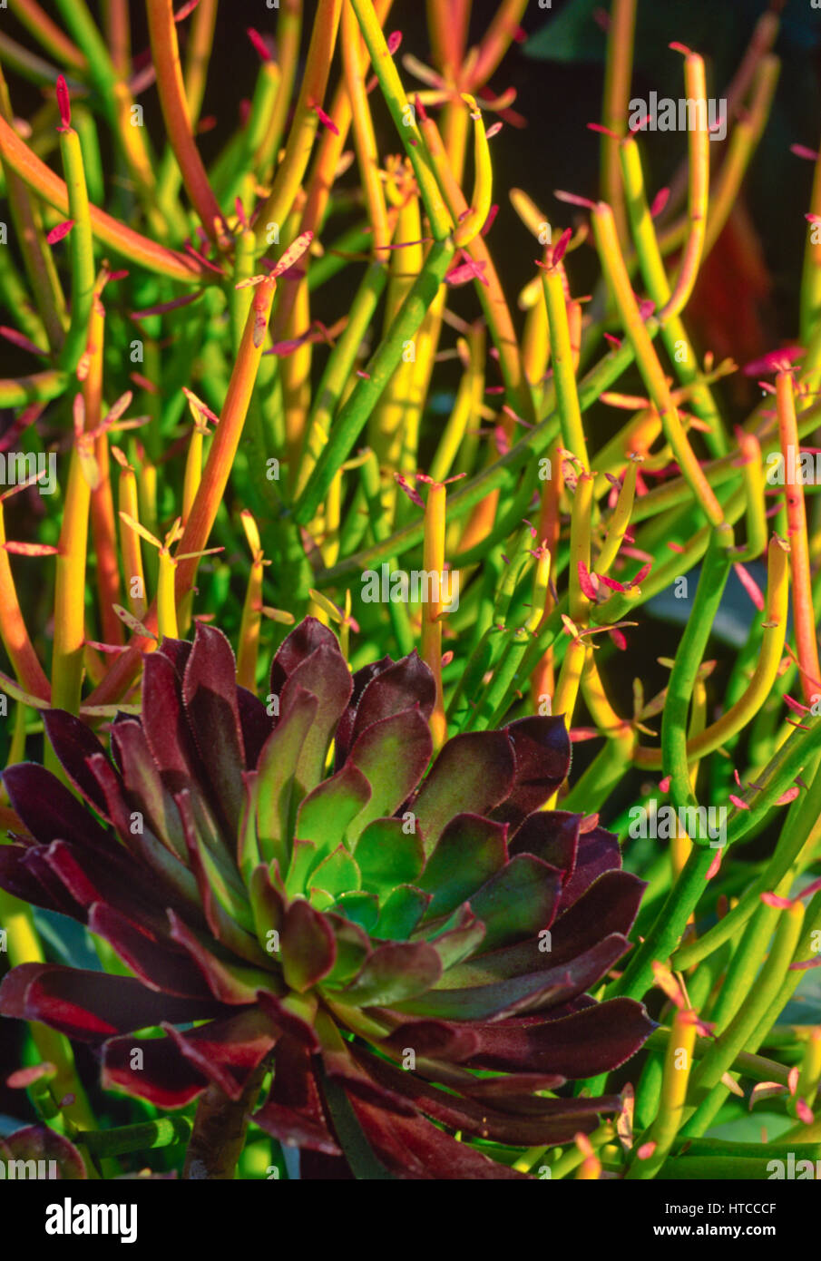 Euphorbia, tricaulli Firesticks, Echeveria, Banque D'Images